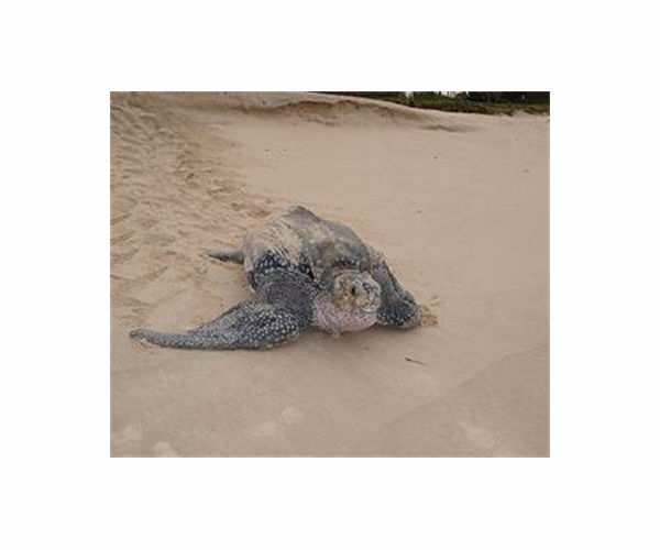 Endangered leatherback turtles hatch in Ecuador