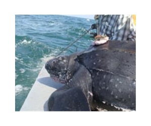 Sat-nav turtles go on trans-ocean trek