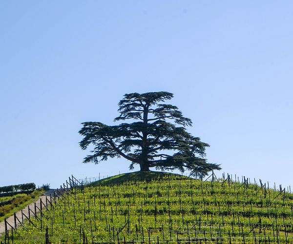 Global wine output stabilises after weather-induced losses