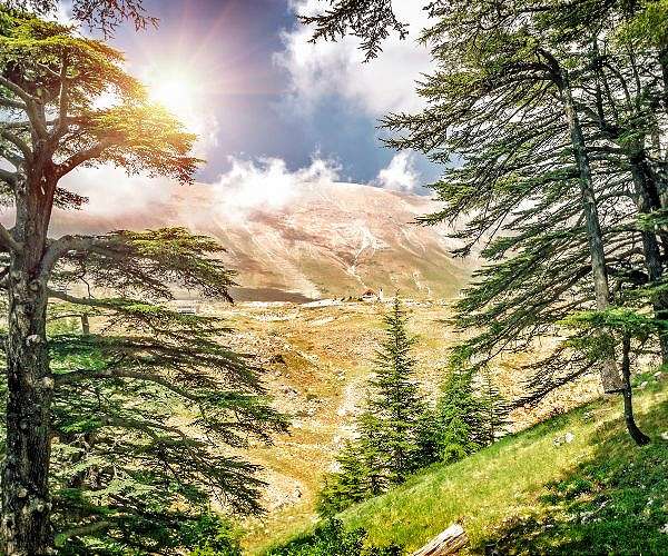 Lebanese villagers try to stem illegal logging scourge