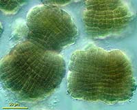 Algae promoted for biofuel use