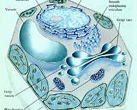 Evolutionary Process More Detailed Than Believed