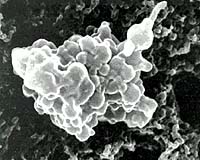 Marine Microbes Creating Green Waves In Industry