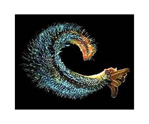 Thermal limit for animal life redefined by first lab study of deep-sea vent worms