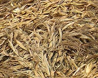 GAEC Brings Crops To Fuels To Reality
