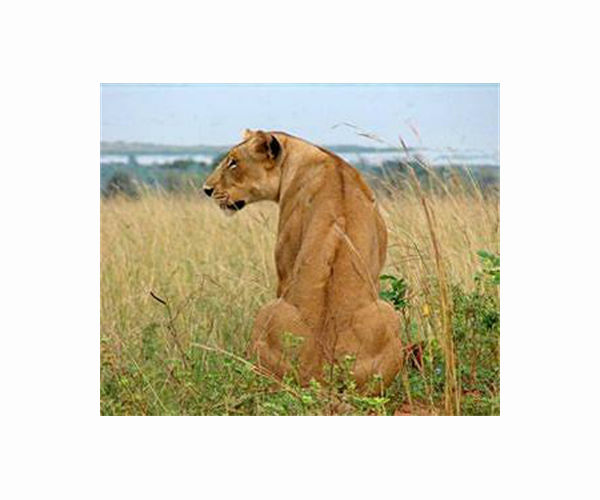 Lions maul man to death at South African game reserve