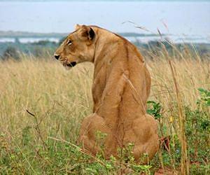 Trophy hunts mean most S. African lions are farm-raised