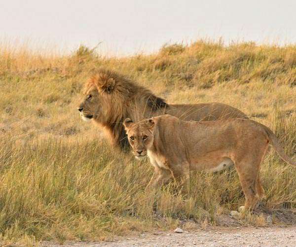 'Love hormone' oxytocin turns fierce lions into kittens