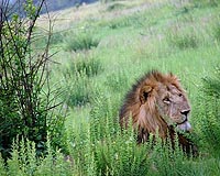 Botswana's largest game park may host mining: official