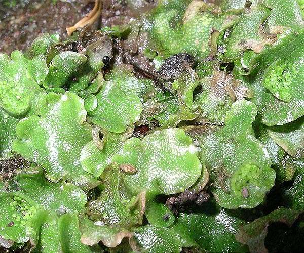 Liverwort gene discovery reveals ancient mechanism behind plant reproductive growth