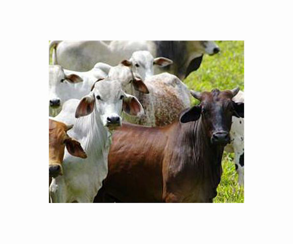 China lifts embargo on Brazilian beef
