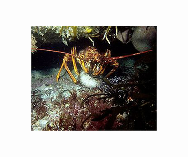 Hong Kong watchdog shell-shocked no crustacean in lobster meatballs