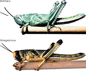 World's largest animal genome belongs to locust