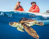 To sea turtles, stinky plastic smells like food
