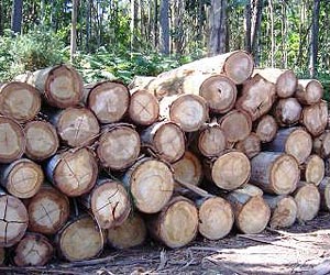 US claims victory over Canada in lumber dispute