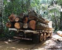 Myanmar makes record seizures of illegal timber