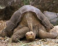 Giant tortoise migration follows upredictable pattern