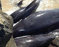 12 whales die after Australia stranding