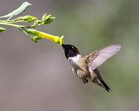 Hummingbirds thrive at innovative Mexico gardens