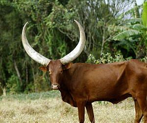 Cattle in Burundi -- from poetry to milk yields