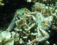 Excess nutrients, coupled with climate change, damage the most highly resilient corals