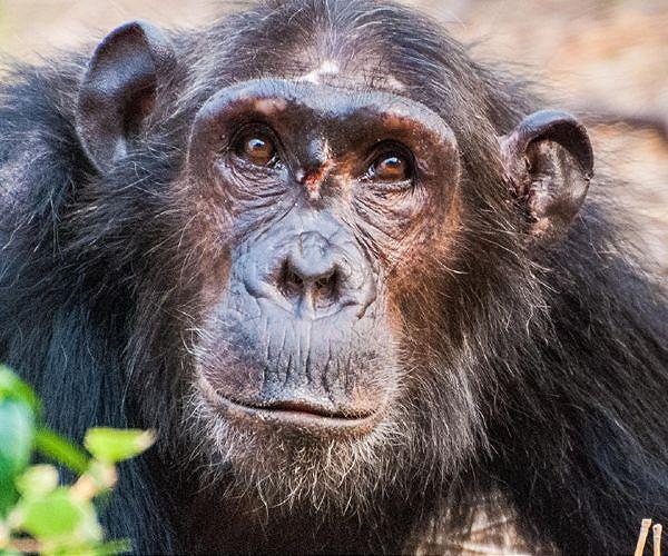 One man's 30 years of toil to save Sierra Leone's orphaned chimps