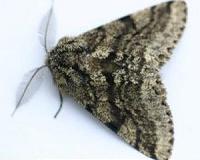 Bitter moths can't be bothered by hungry bats