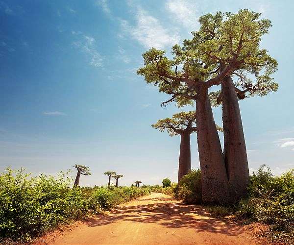 Shifting landscapes shaped Madagascar's unique biodiversity