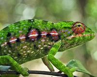 Nearly 2,000 dried chameleons seized in Burkina: officials