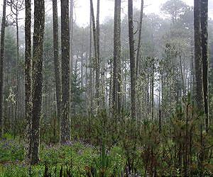 Study questions nature's ability to 'self-correct' climate change