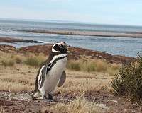 Penguin colonies may move and adapt to climate change