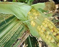 Tracking A Crop Disease Could Save Millions Of Lives