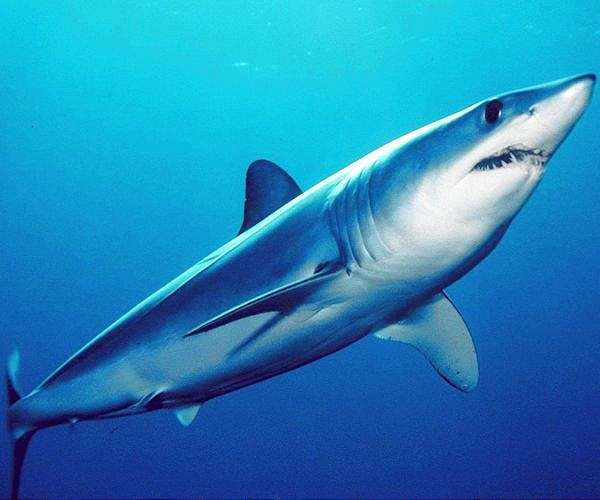 Fishing nations agree better protection for mako shark