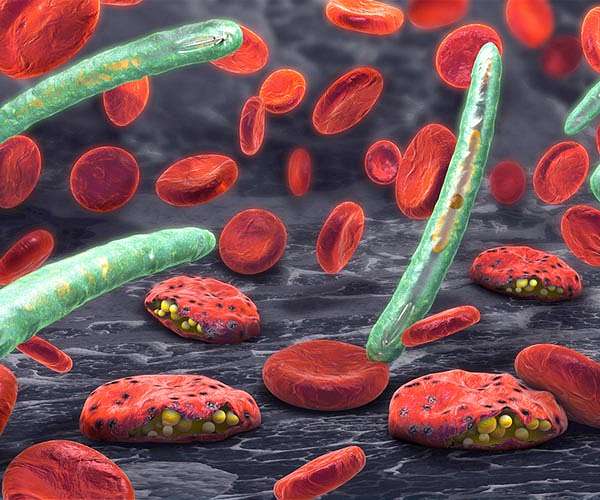 Scientists make breakthrough in malaria infection study of humans, apes