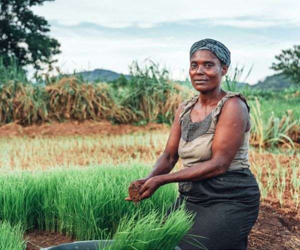 Rice price spike offers preview of climate food disruption