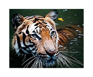 Footage shows land clearing threatens Indonesia tigers: WWF