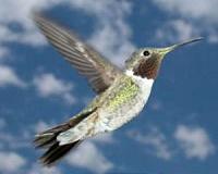 Study: motion distracts hummingbird hovering skills
