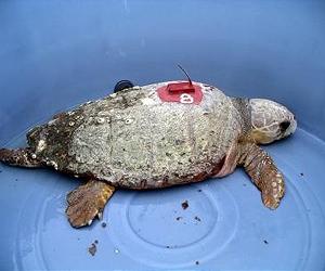 Satellite tracking of sea turtles reveals potential threat posed by manmade chemicals