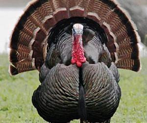The right stuffing: Turkeys enlisted in terror fight