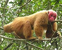 Execretion Analysis Aids Primate Social Studies