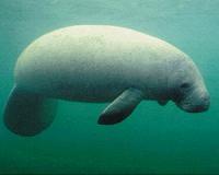Mammalian evolutionary transitions back to the sea