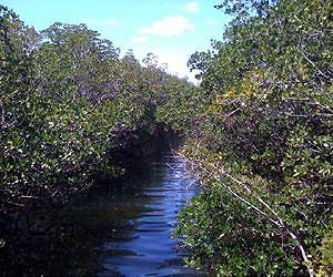 Living on the edge: An innovative model of mangrove-hammock boundaries in Florida