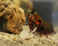 Mantis shrimp inspires new body armor and football helmet design