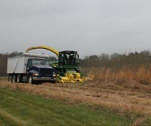 Marginal lands are prime fuel source for alternative energy