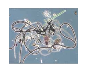 Tiny Marine Microbes Exert Influence On Global Climate