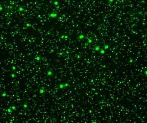 Decade long study reveals recurring patterns of viruses in the open ocean