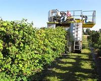 Liquid corn, fish fertilizers 'good options' for organic blackberry production