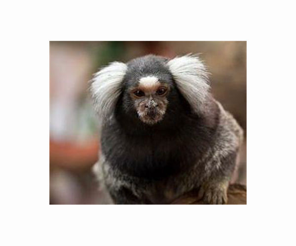 Study: Marmoset monkeys self-domesticated, just like humans