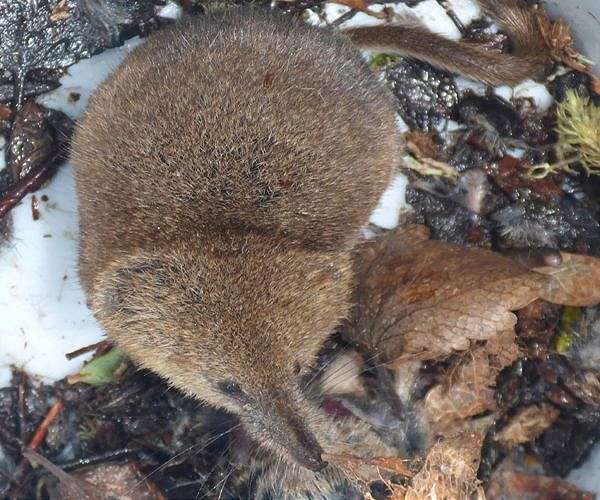 Long 'lost' elephant shrew found in Horn of Africa