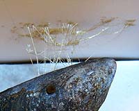 Metal In The Mussel That Gives Mussels Their Muscle Power